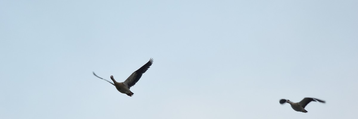 Egyptian Goose - ML402636441