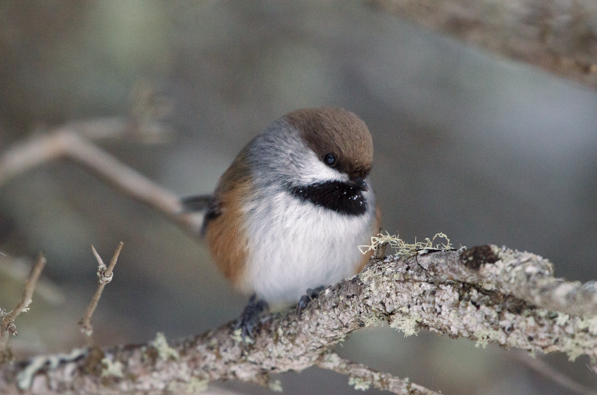 Boreal Chickadee - ML402636501