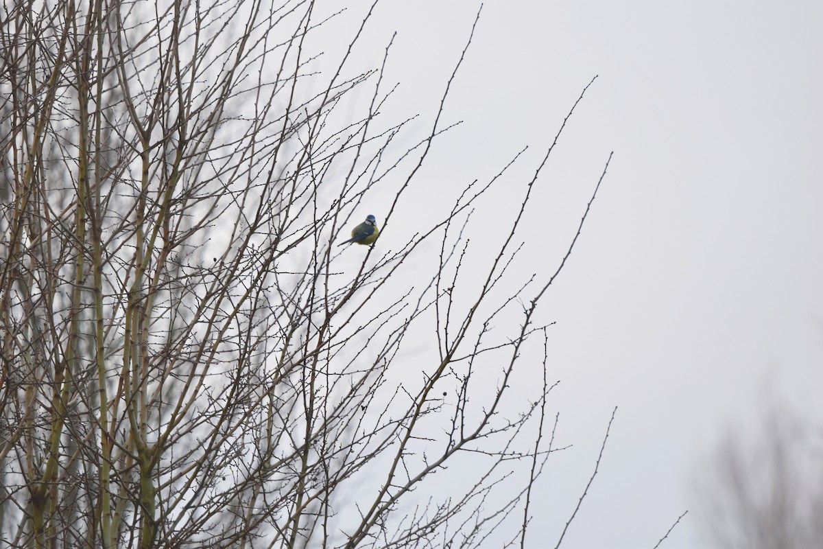 Eurasian Blue Tit - ML402636621