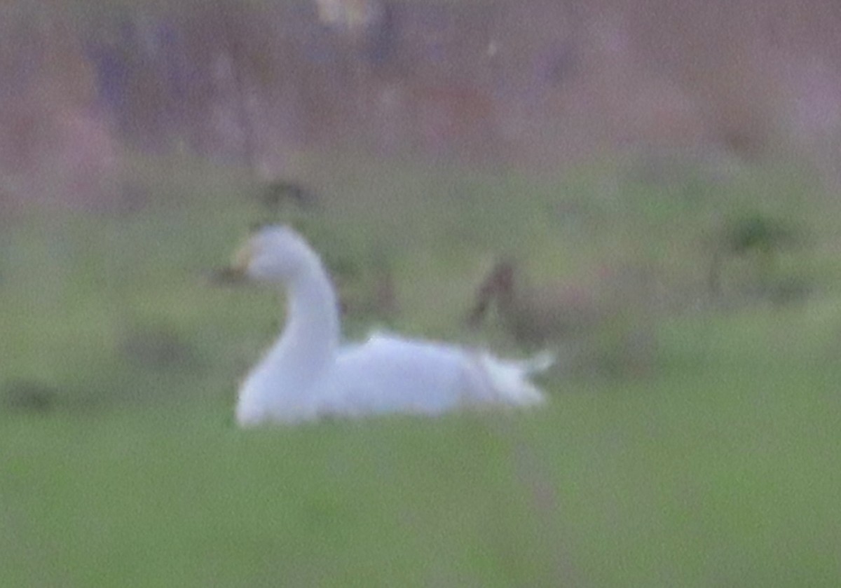 Tundra Swan - ML402636771