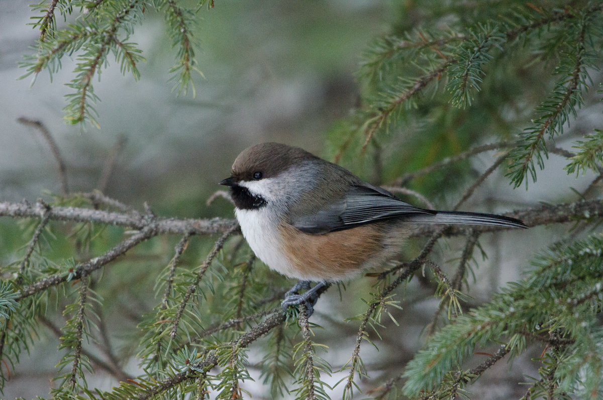 Boreal Chickadee - ML402636871