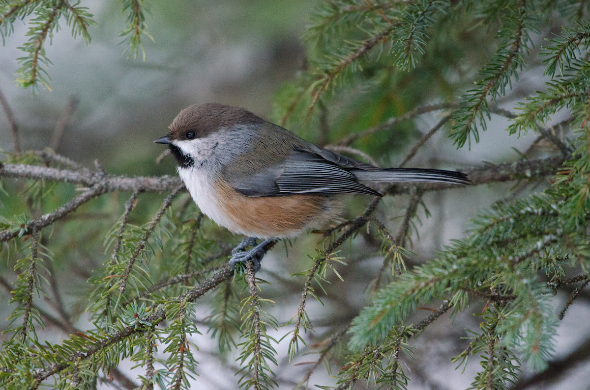 Boreal Chickadee - ML402636881
