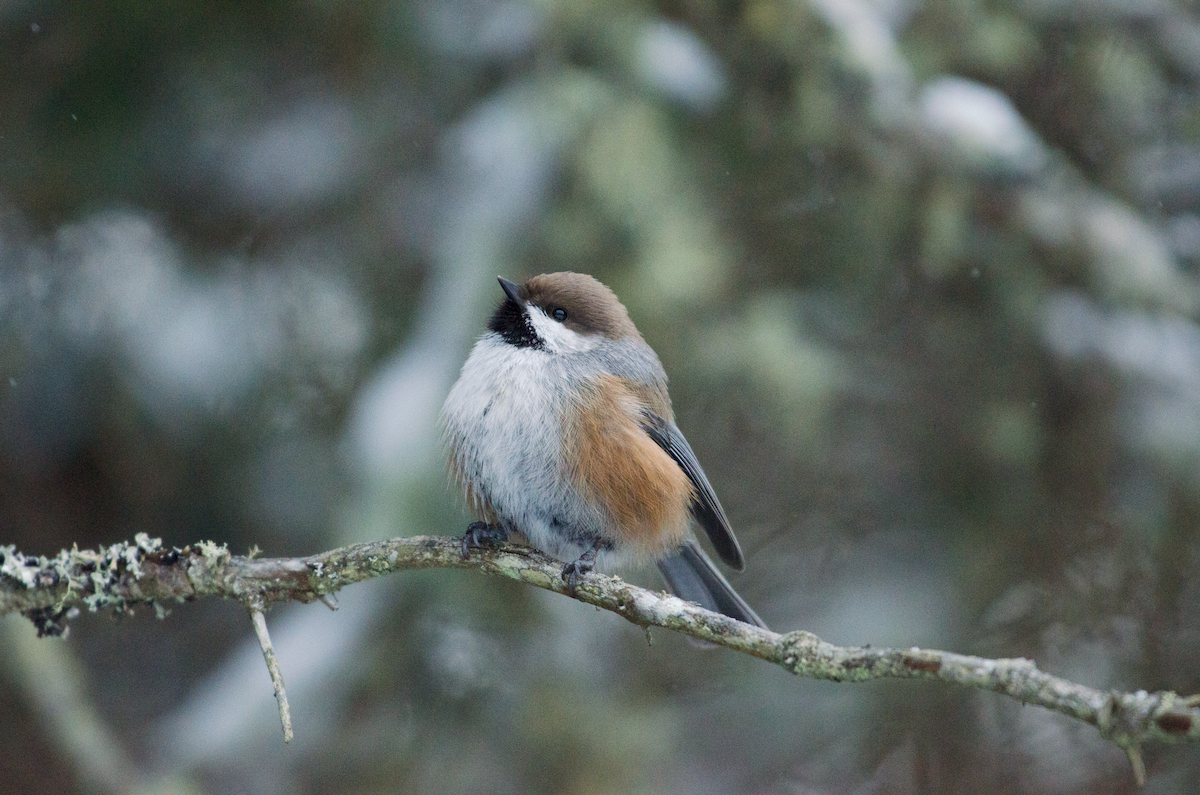 Boreal Chickadee - ML402638071