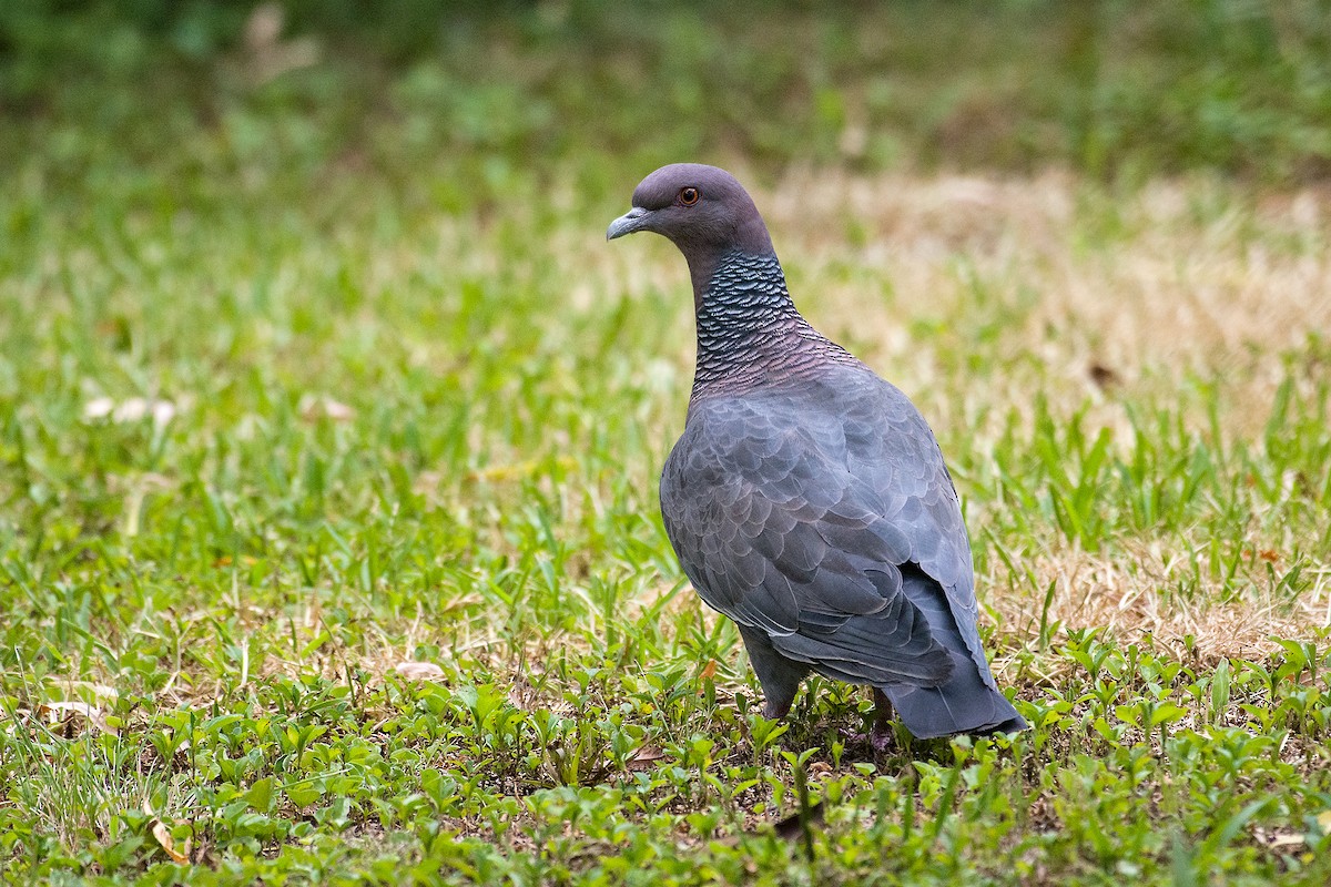 Picazuro Pigeon - ML402638951