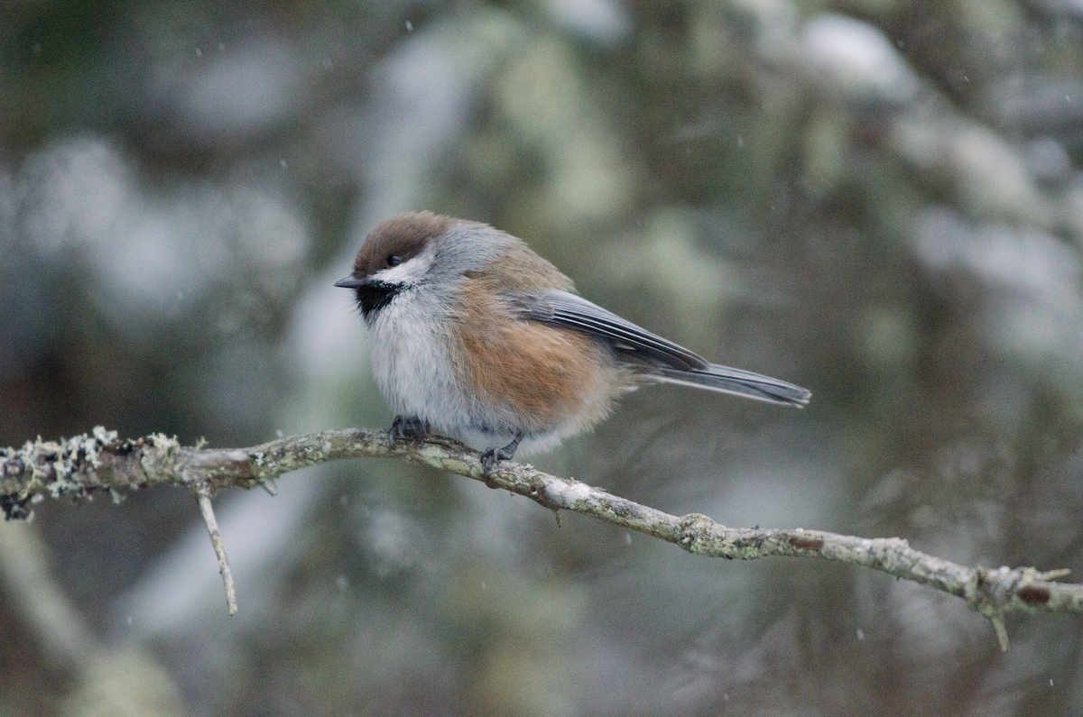 Boreal Chickadee - ML402639301