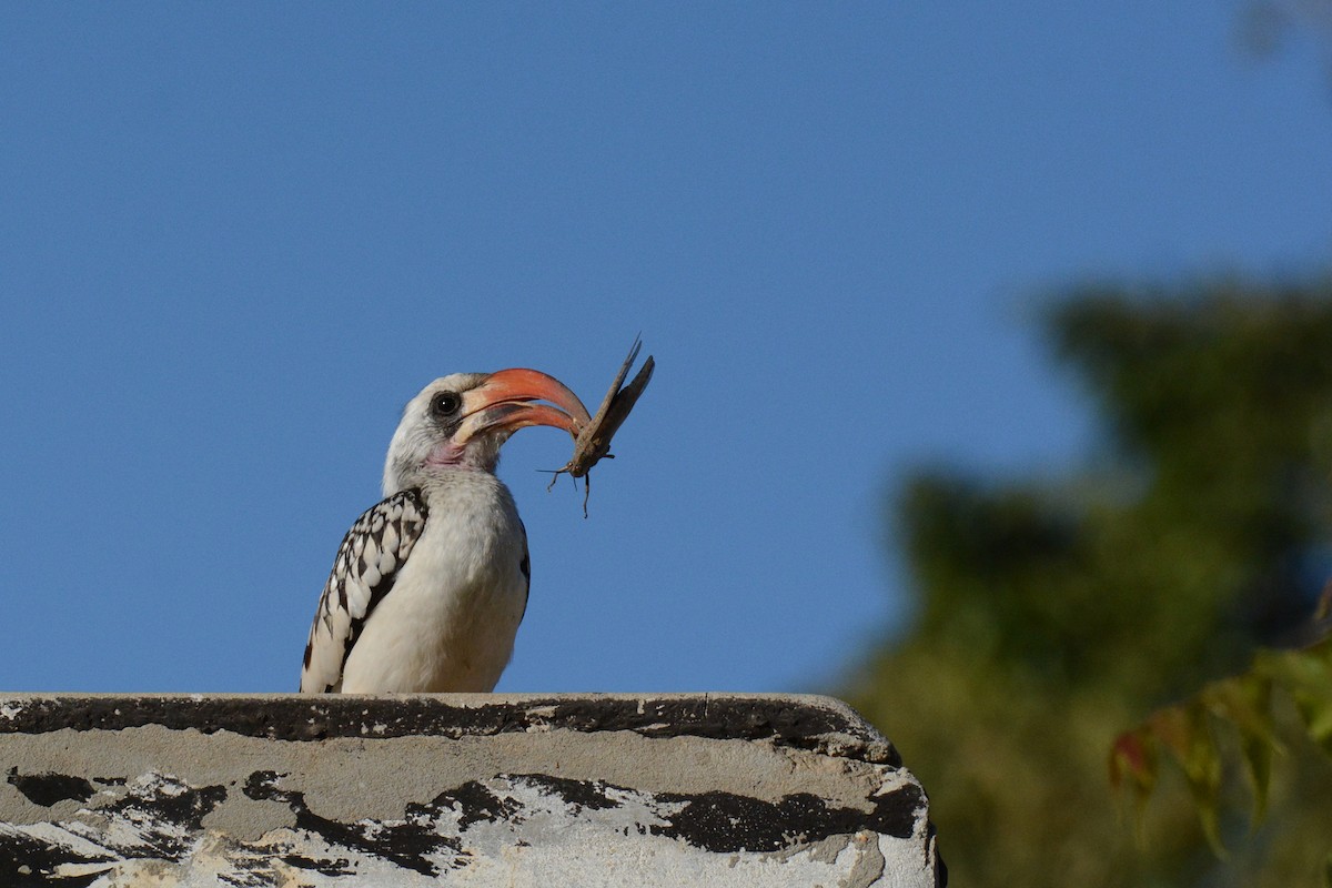 Western Red-billed Hornbill - ML402640251