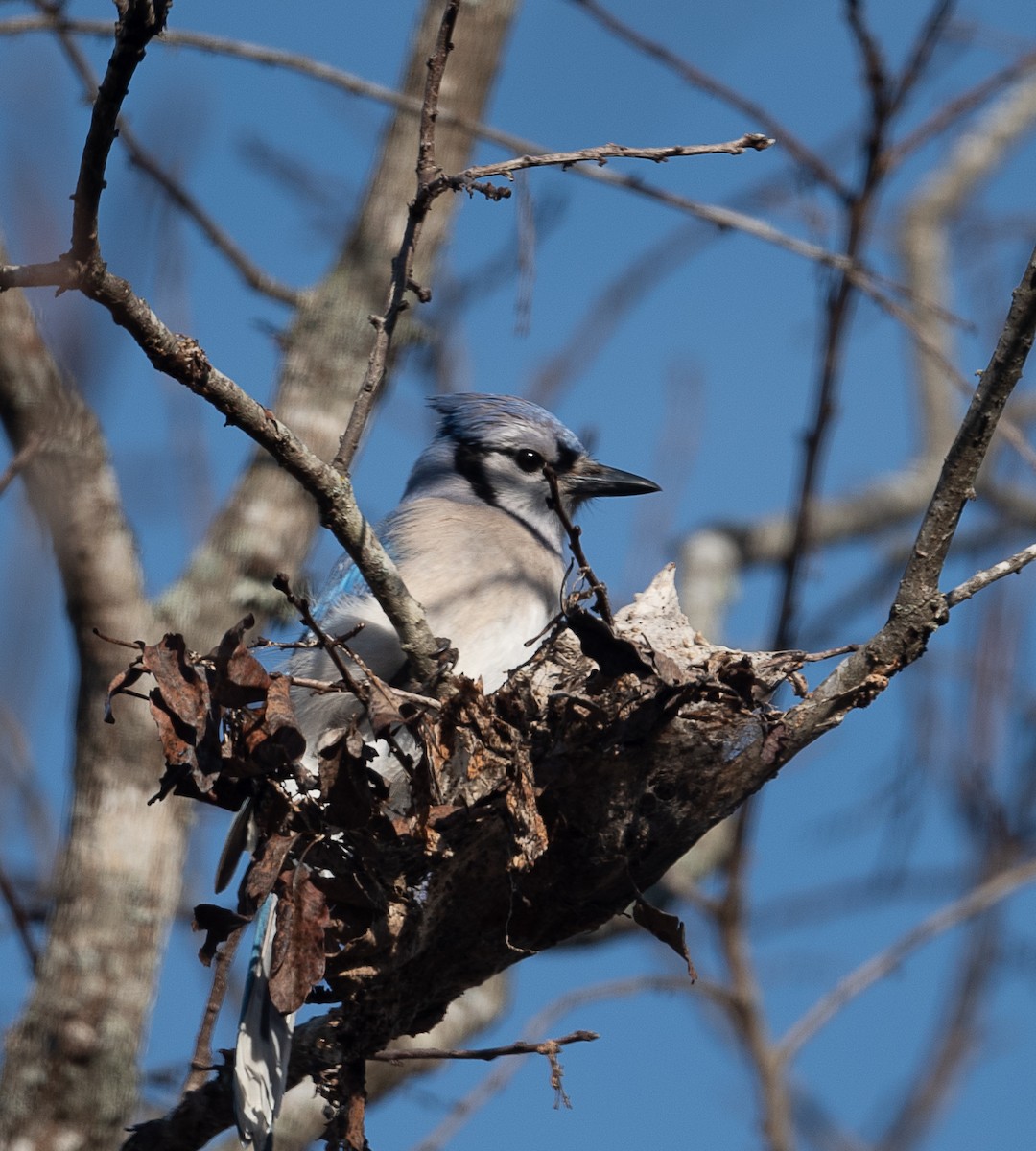 Blue Jay - ML402640891