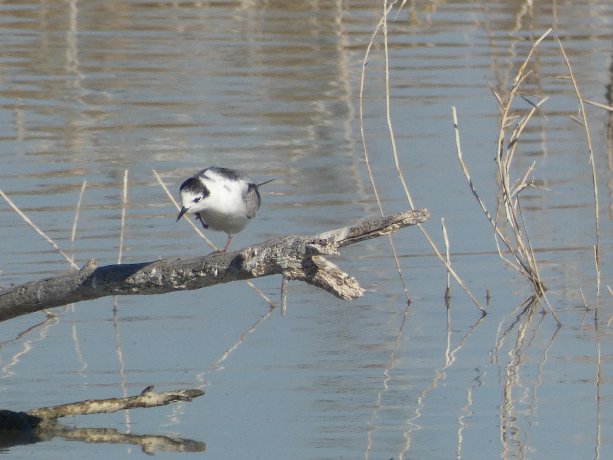 White-winged Tern - ML402641531