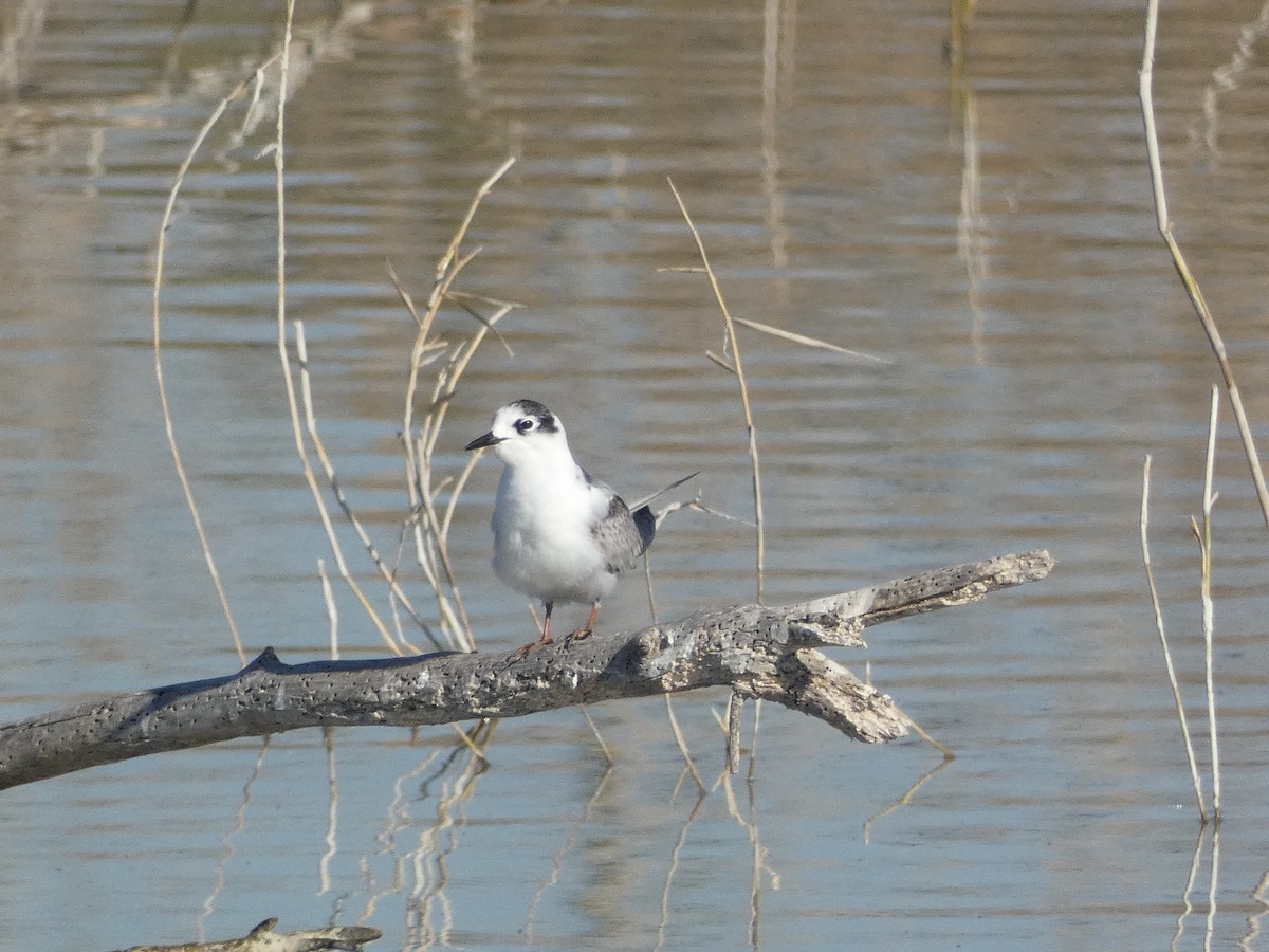 White-winged Tern - ML402641541