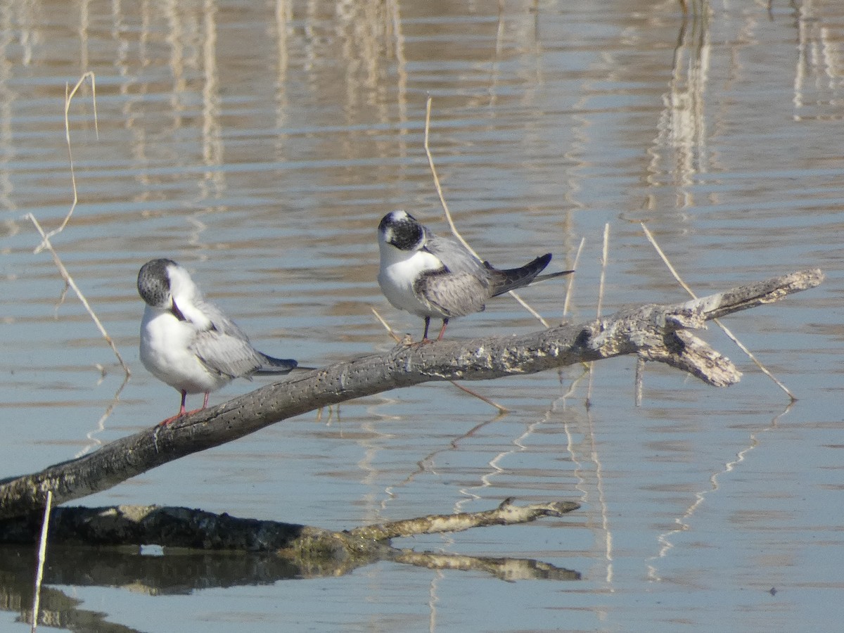 White-winged Tern - ML402641551