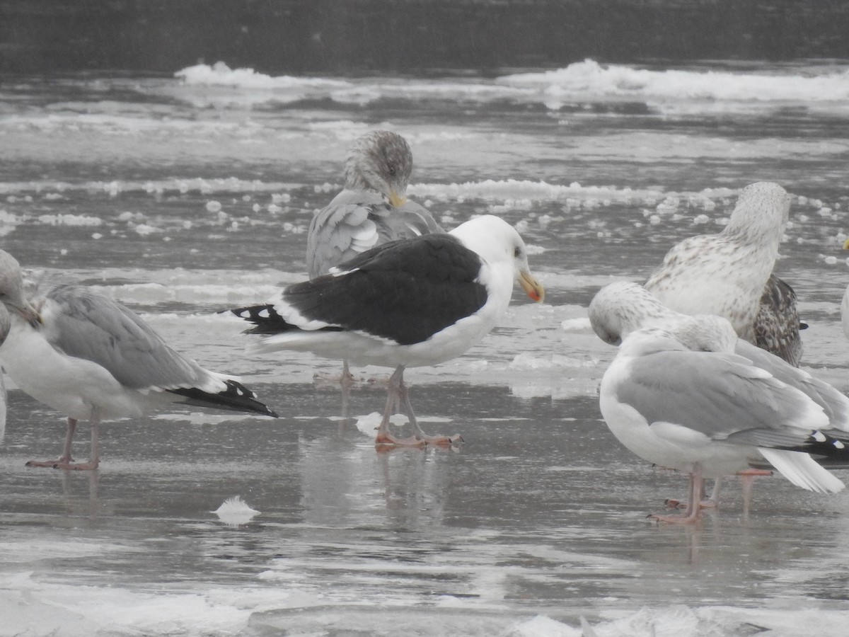 Great Black-backed Gull - ML402643611