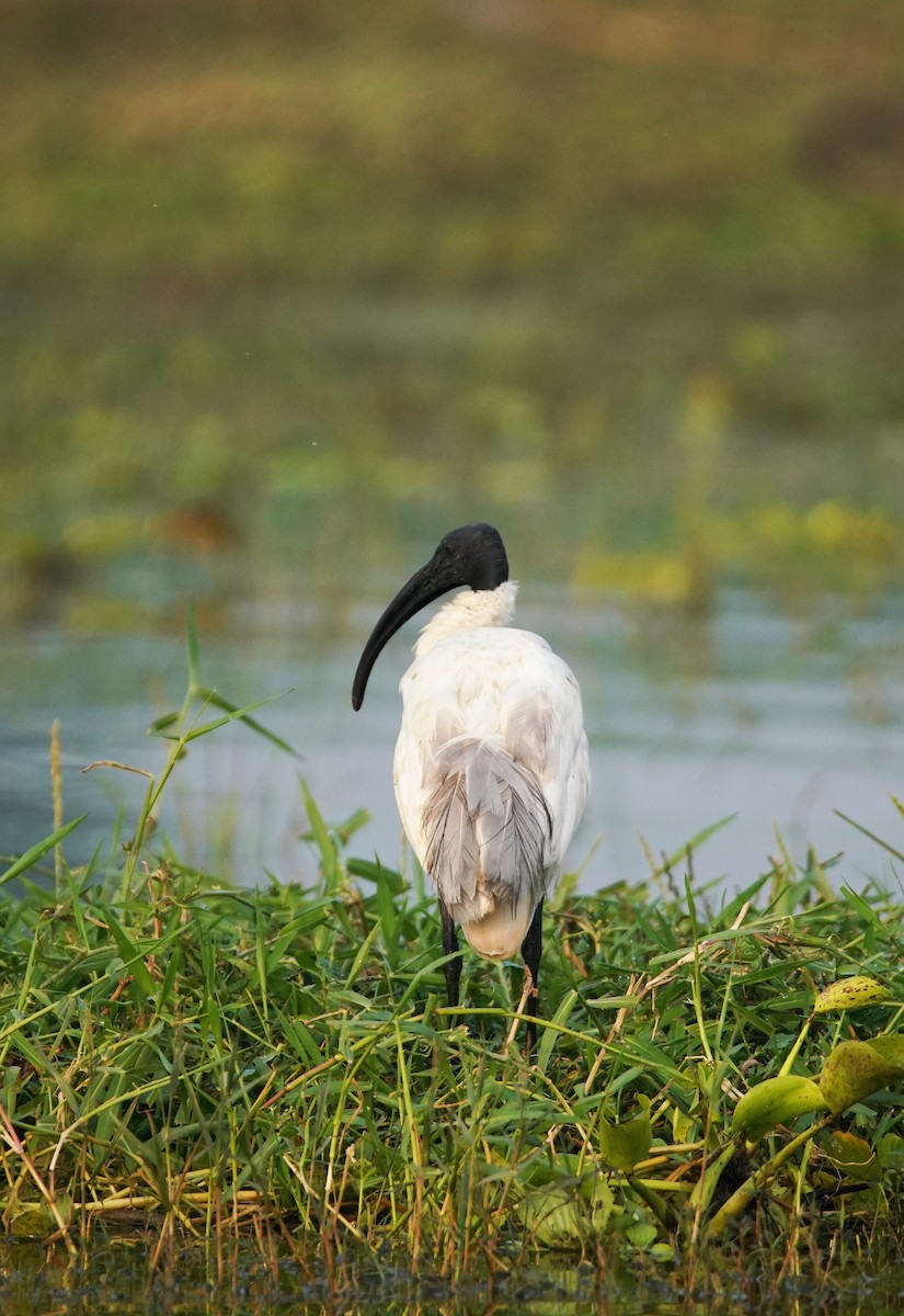 ibis černohlavý - ML402644651