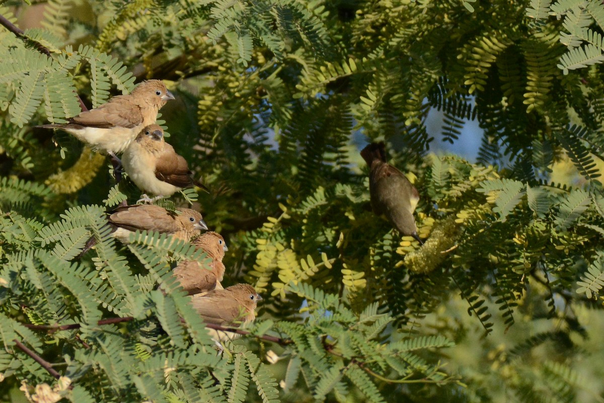 African Silverbill - ML402647281