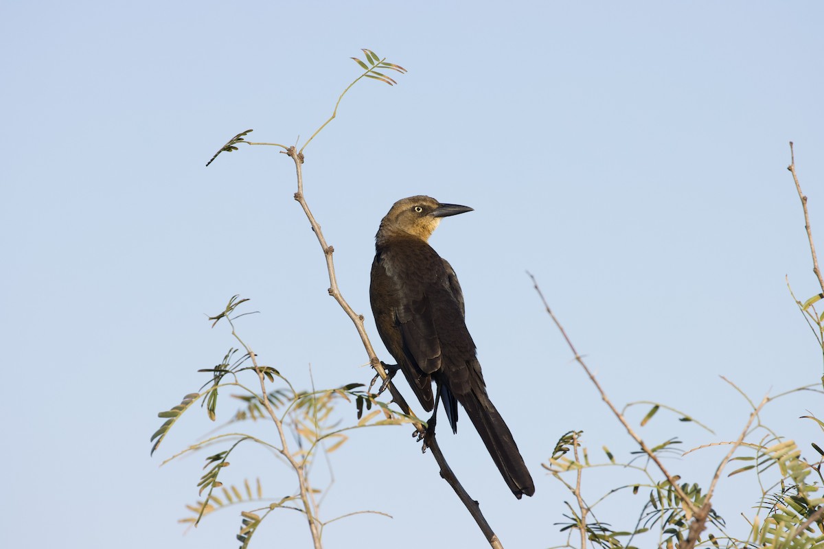 Great-tailed Grackle - ML402647711