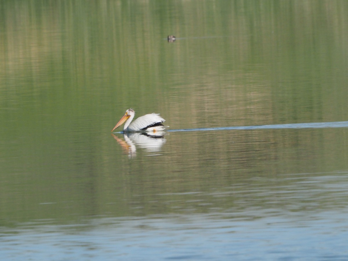 American White Pelican - David Zook