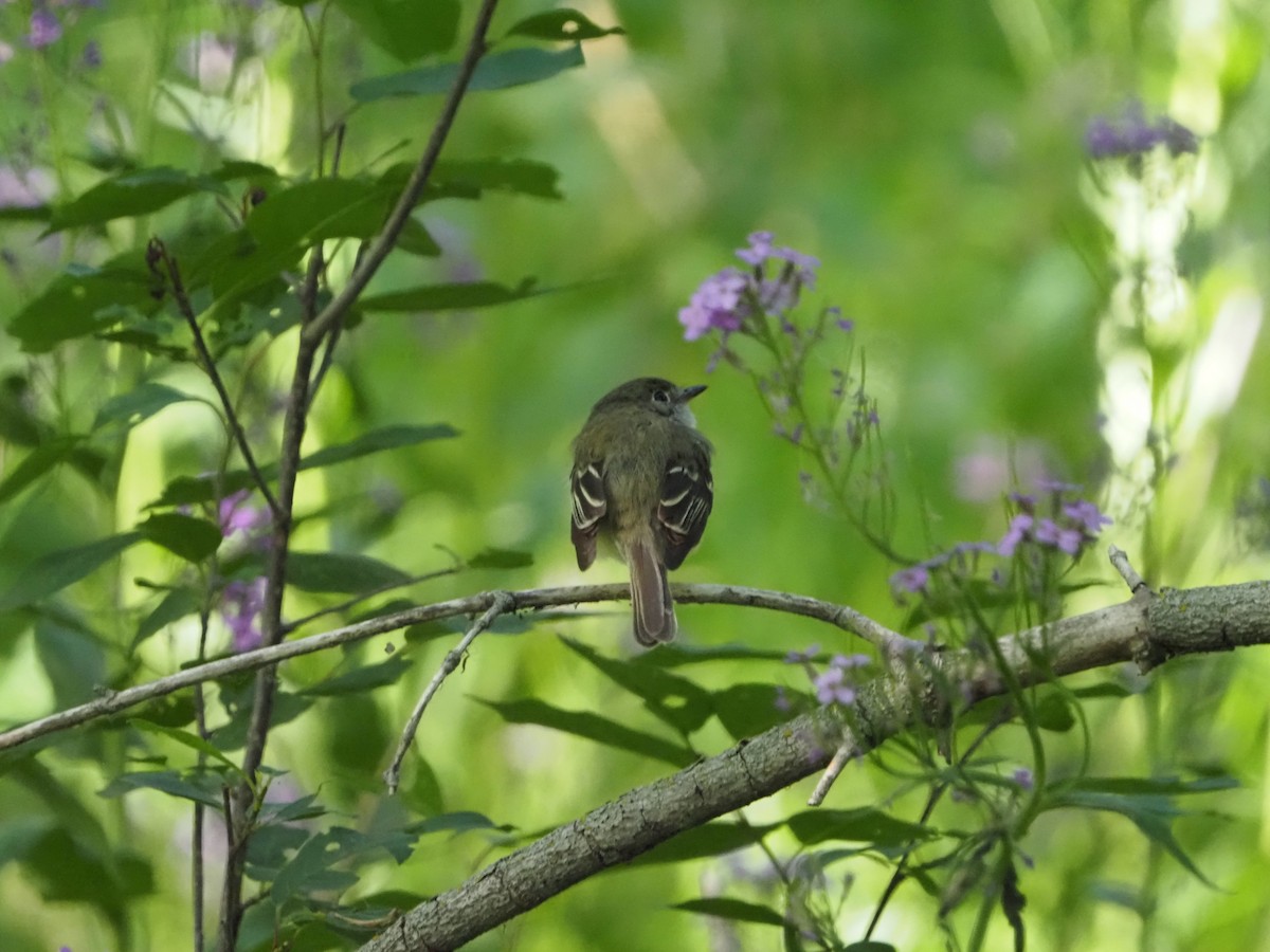 Least Flycatcher - David Zook