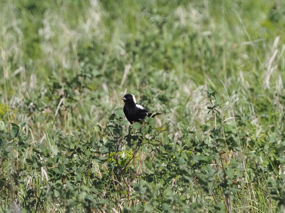 Bobolink - David Zook