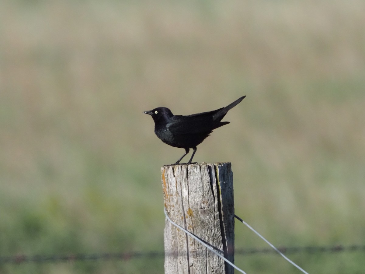 Brewer's Blackbird - David Zook