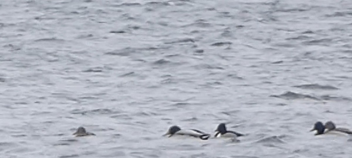 Ring-necked Duck - ML402652831