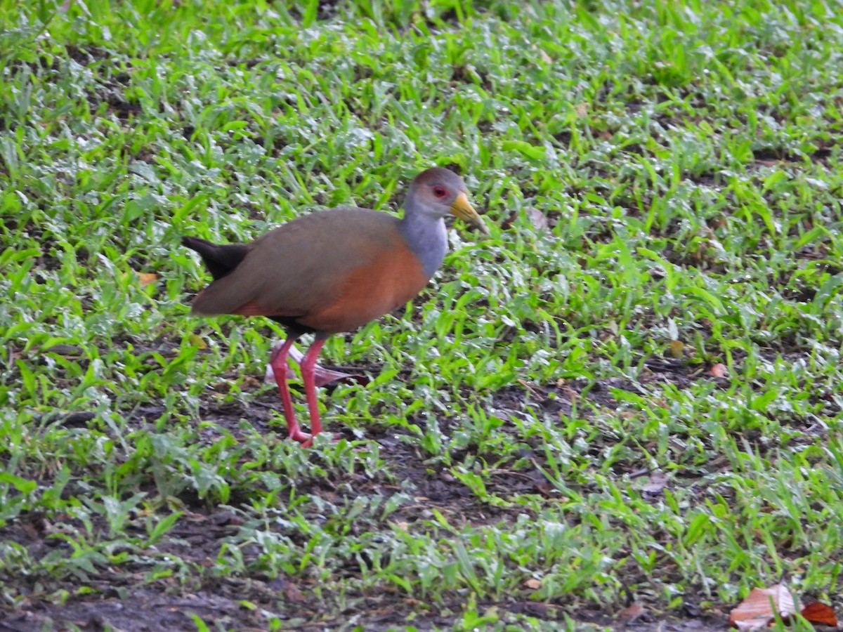 Gray-cowled Wood-Rail - ML402654551