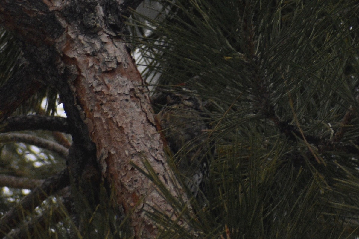 Red-naped Sapsucker - ML402656081