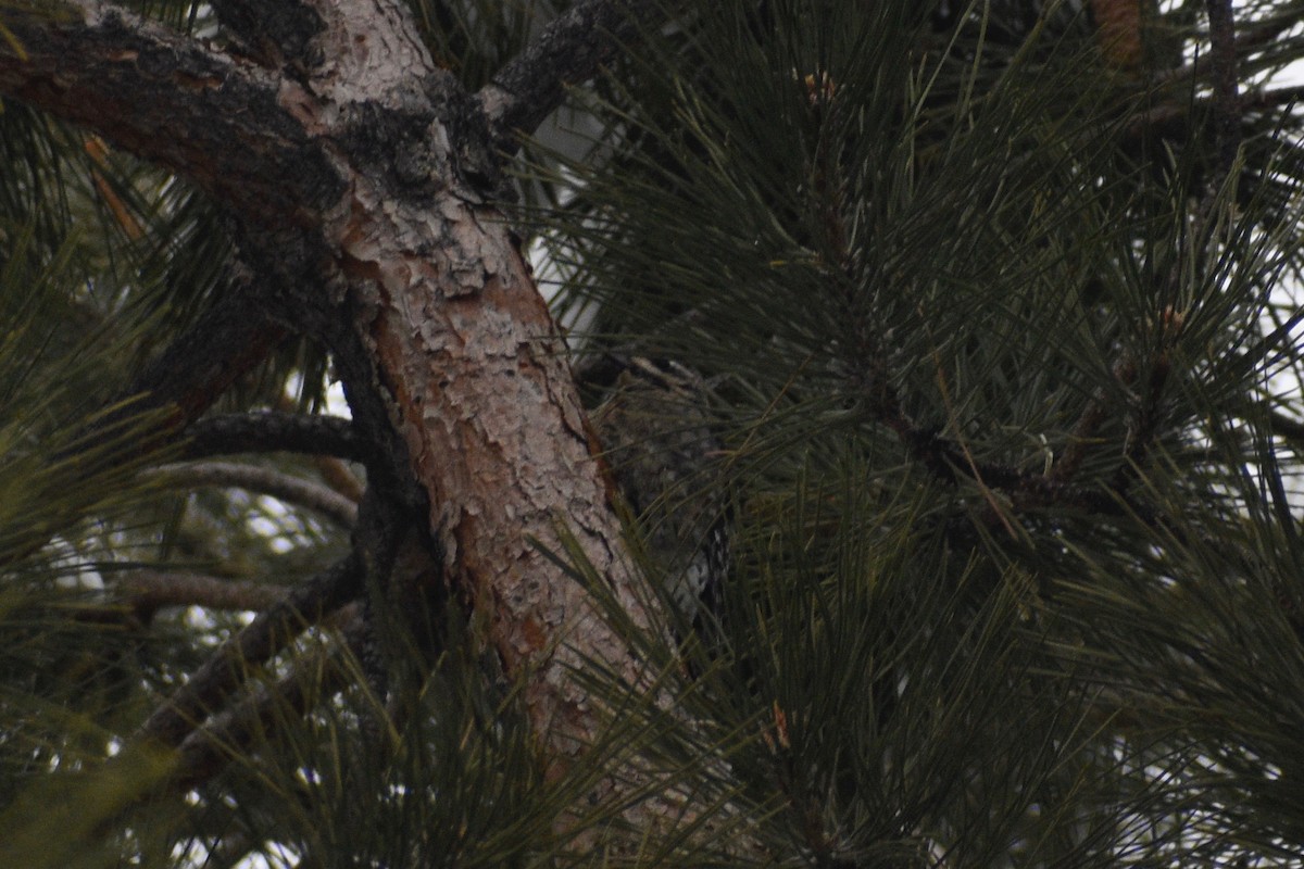 Red-naped Sapsucker - ML402656101