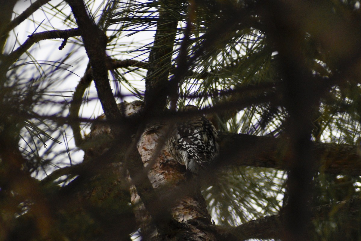 Red-naped Sapsucker - ML402656171