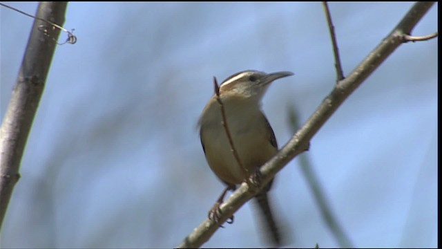 Carolina Wren - ML402657