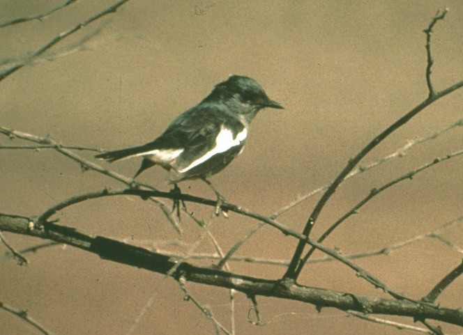 Oriental Magpie-Robin - ML40265881