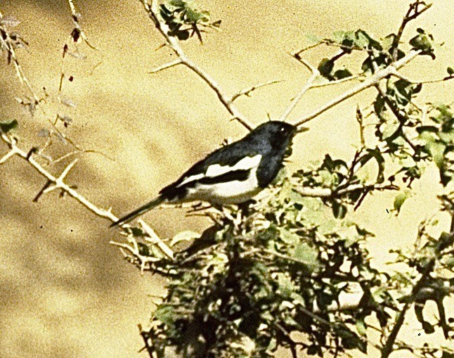 Oriental Magpie-Robin - ML40265891