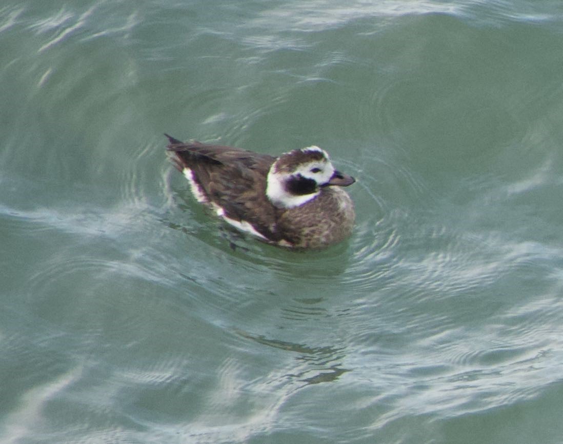 Long-tailed Duck - ML402659501