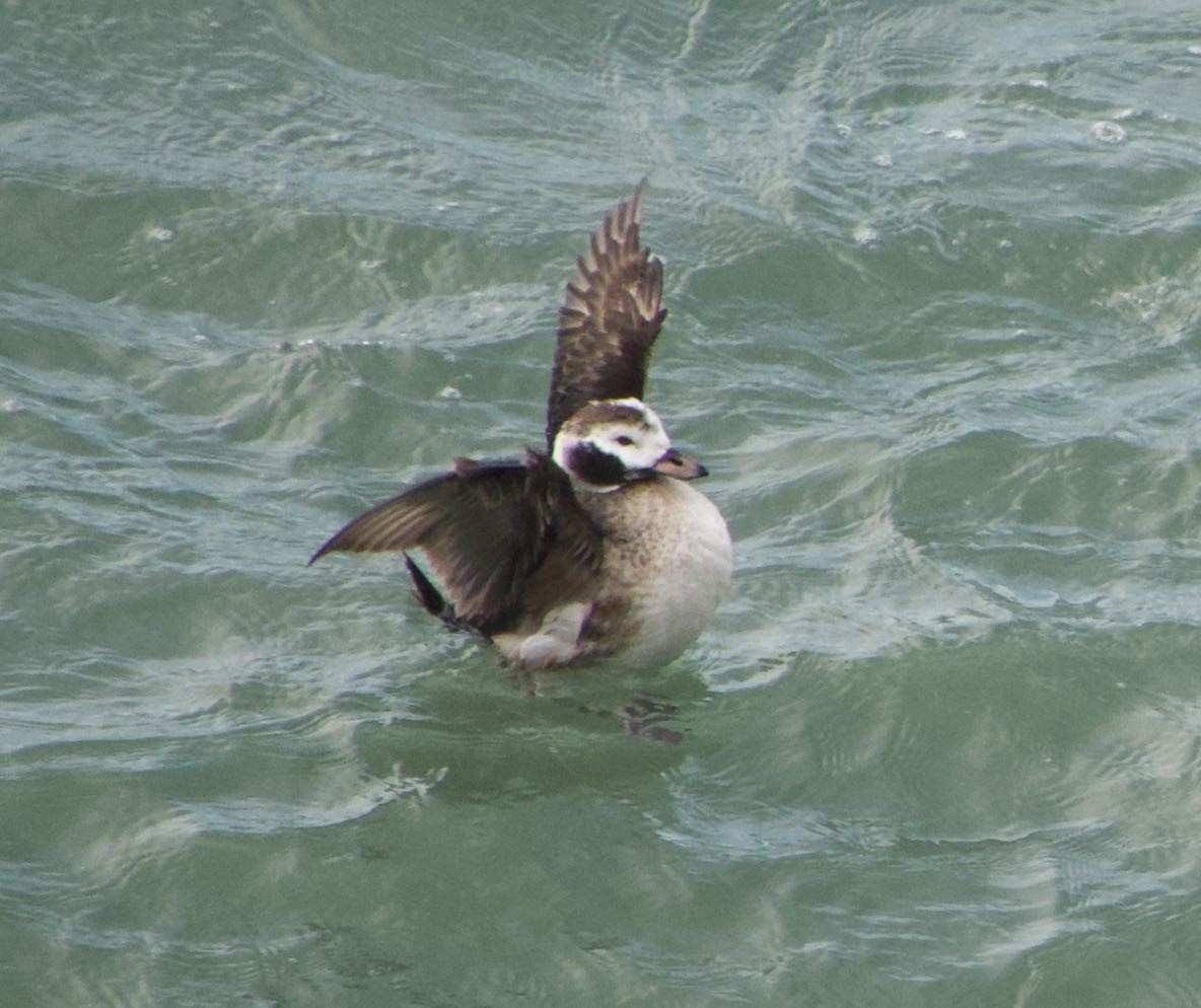 Long-tailed Duck - ML402659511