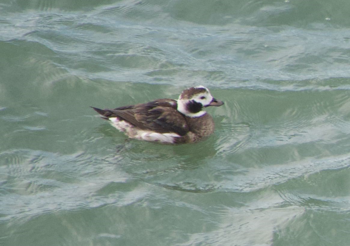 Long-tailed Duck - ML402659521