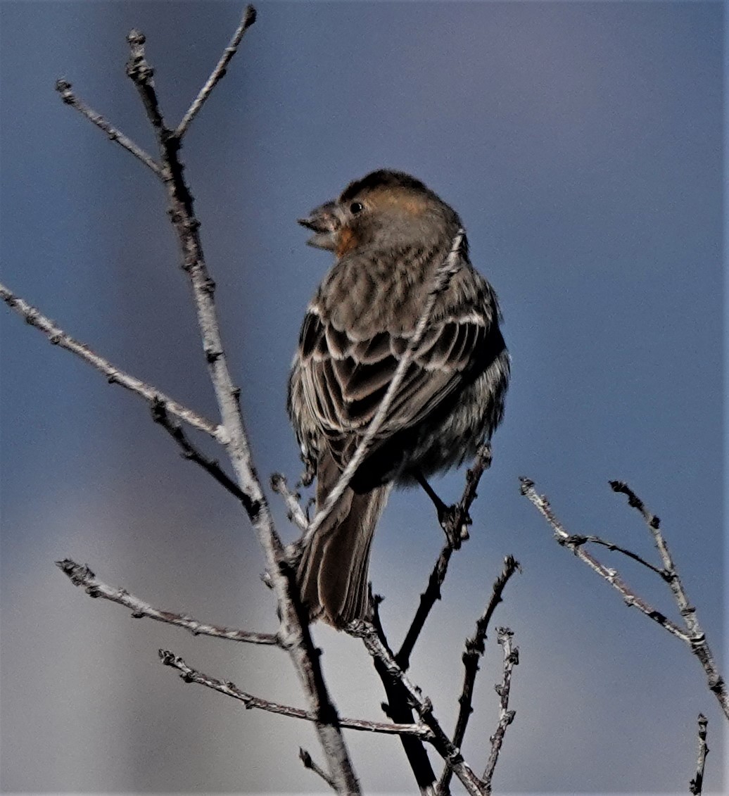 House Finch - ML402659561