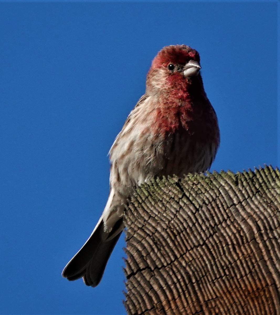 House Finch - ML402659571