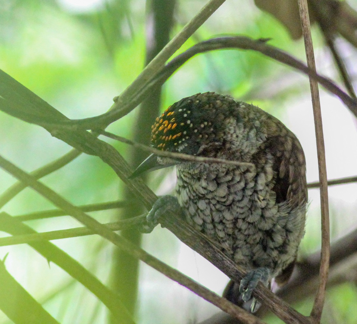 Scaled Piculet - ML402662861