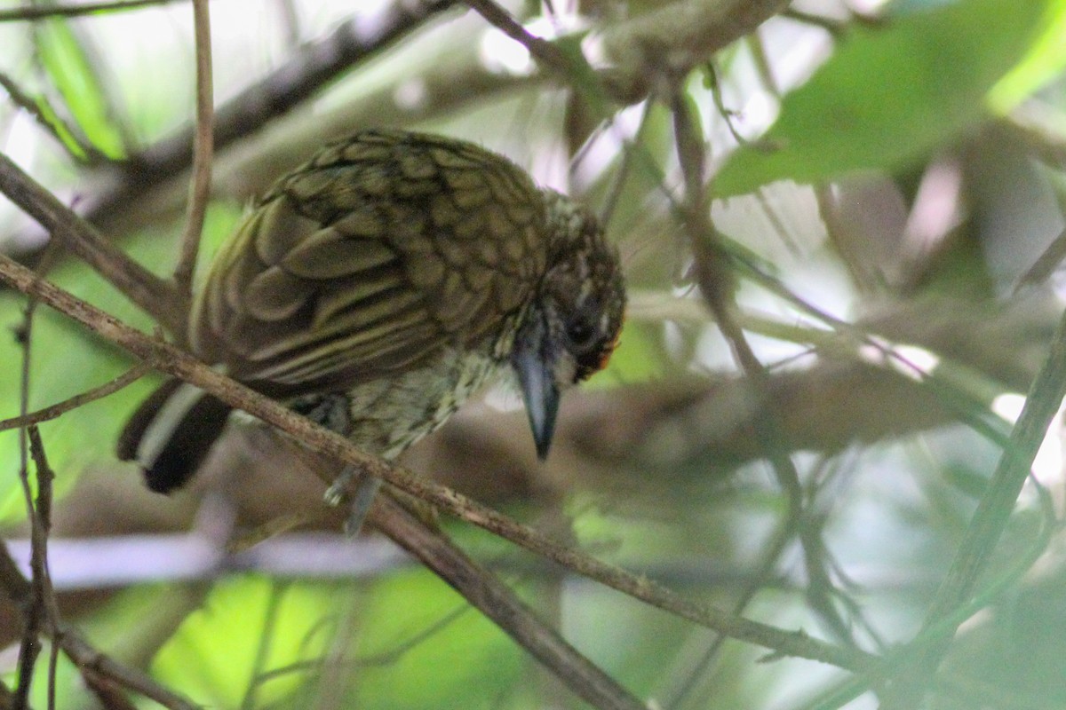 Scaled Piculet - ML402663001