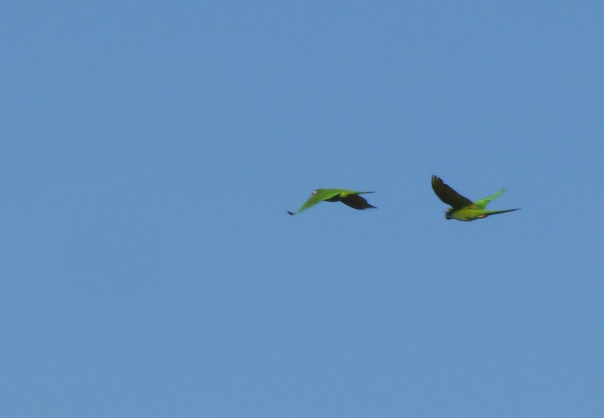 Blue-crowned Parakeet - ML402664491