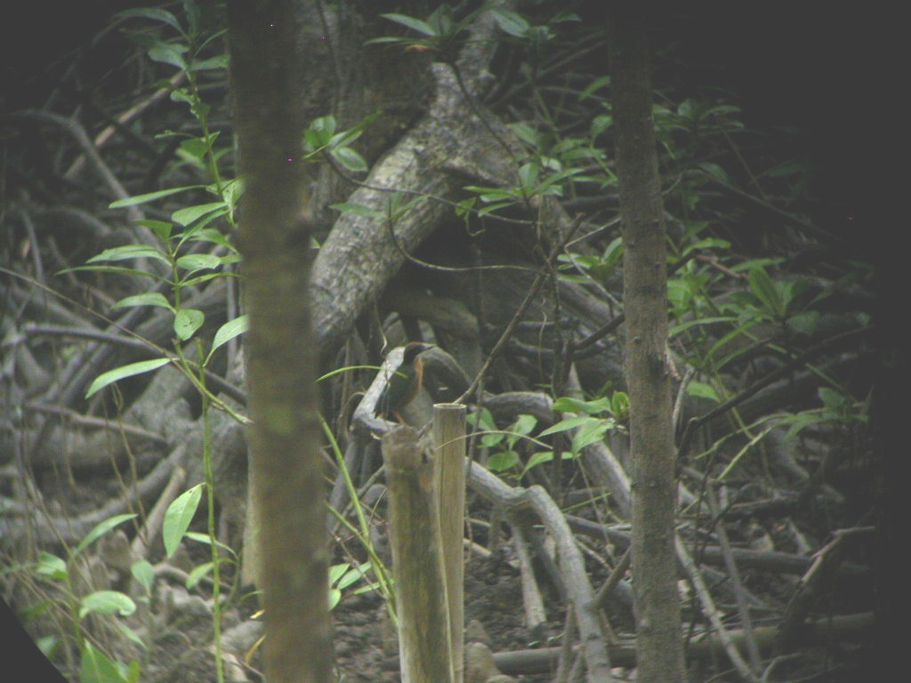 Mangrove Pitta - ML402665401