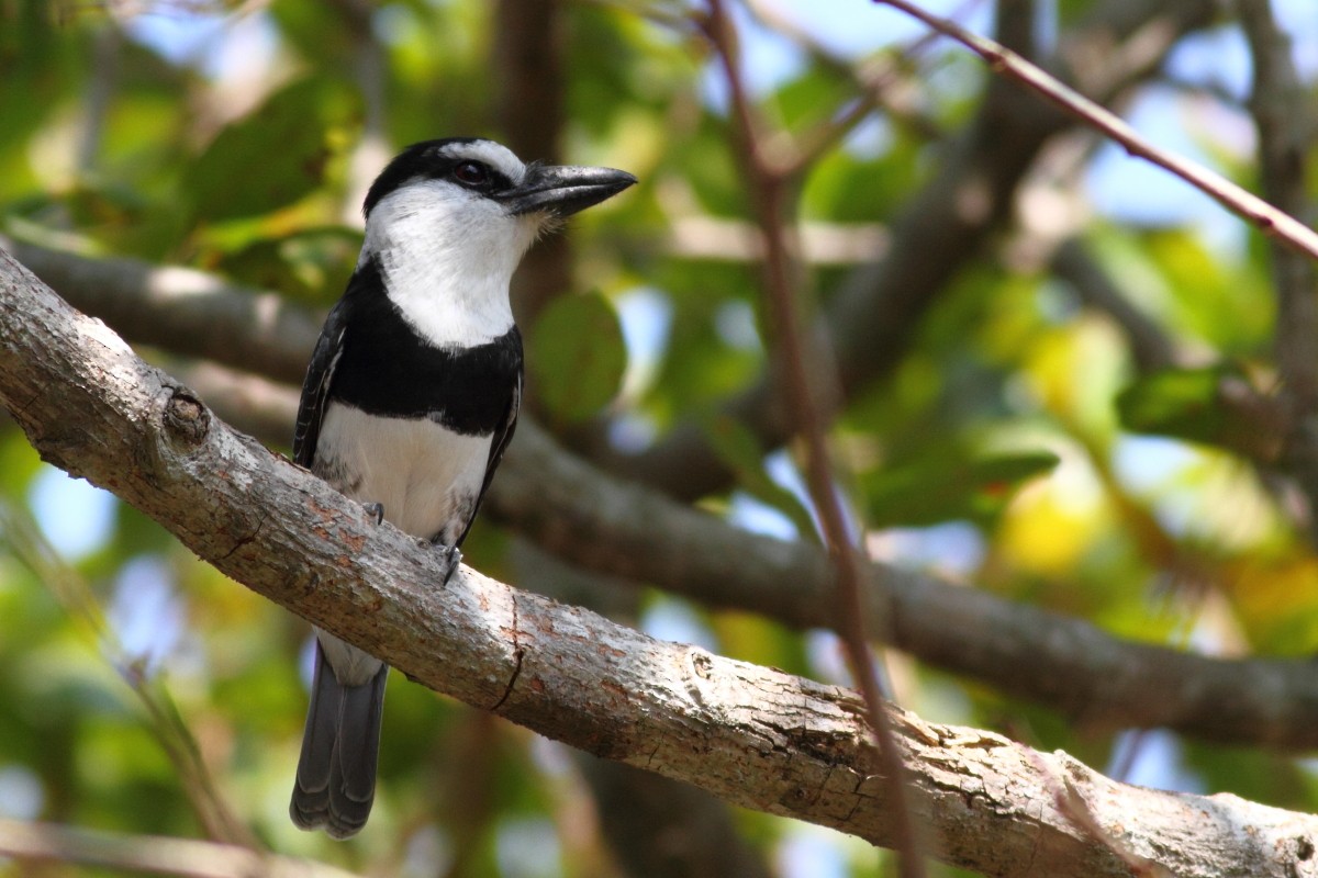 White-necked Puffbird - Graham Montgomery