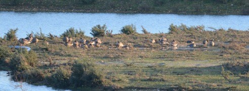 Greater White-fronted Goose - ML402667361