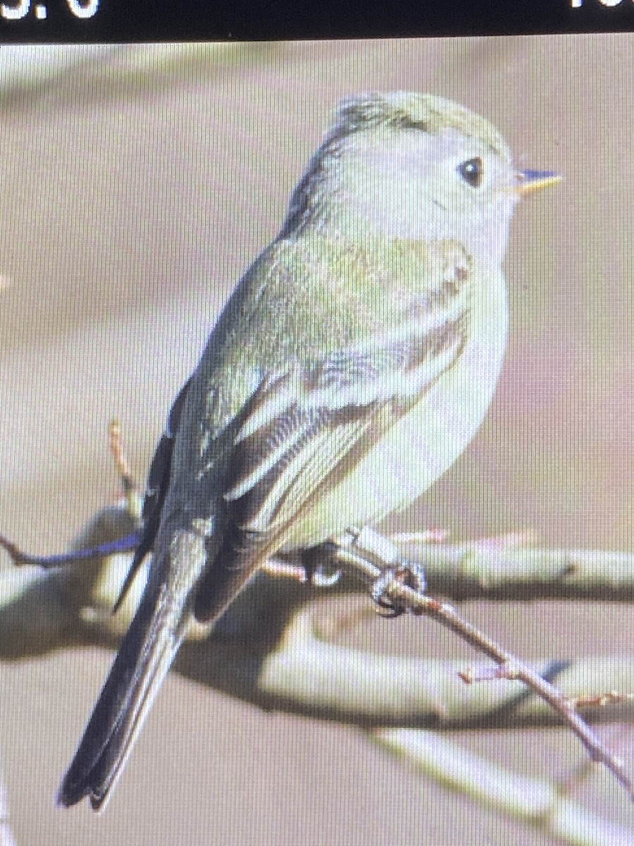 Hammond's Flycatcher - ML402667611