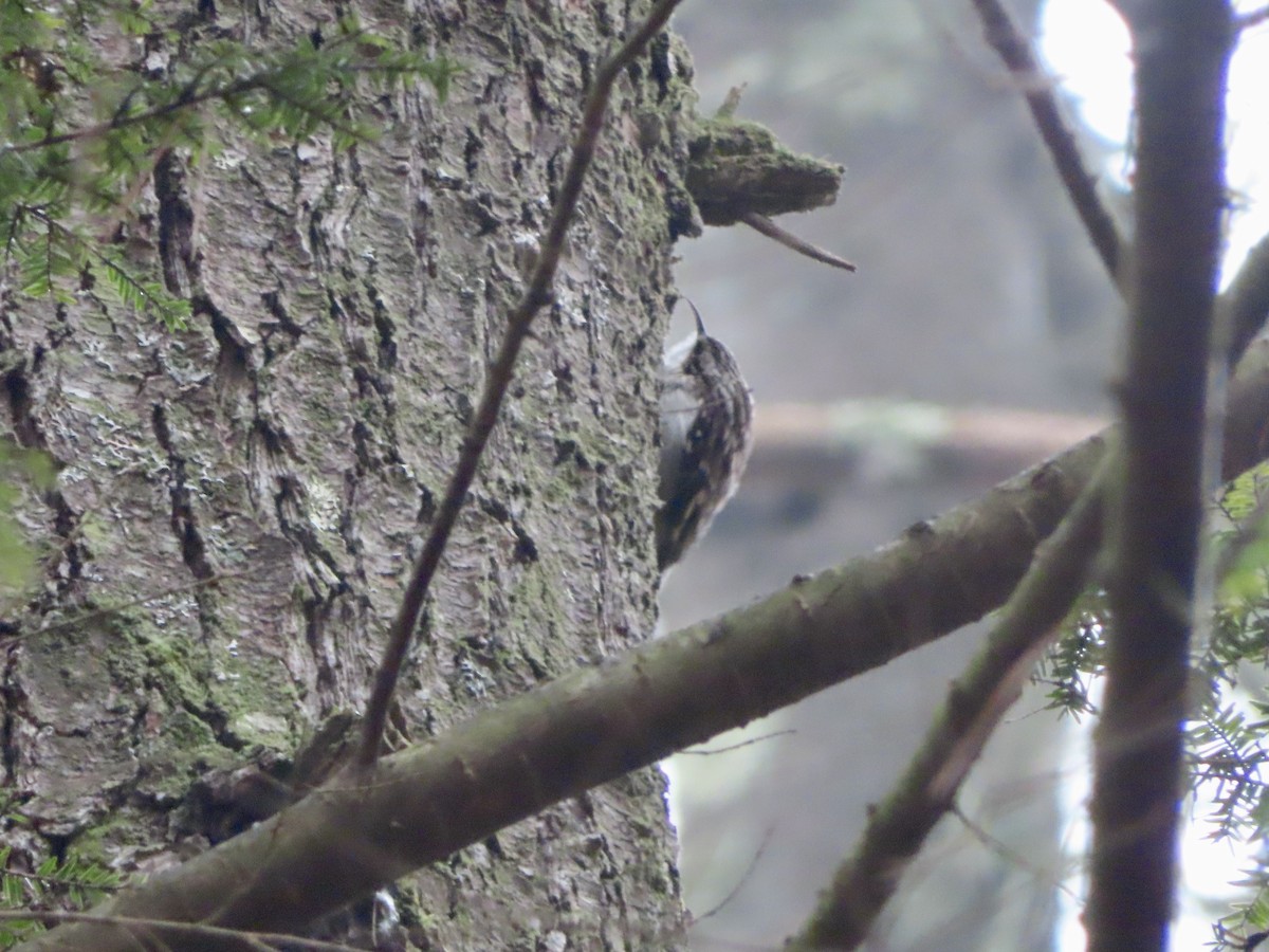 Brown Creeper - ML402667961