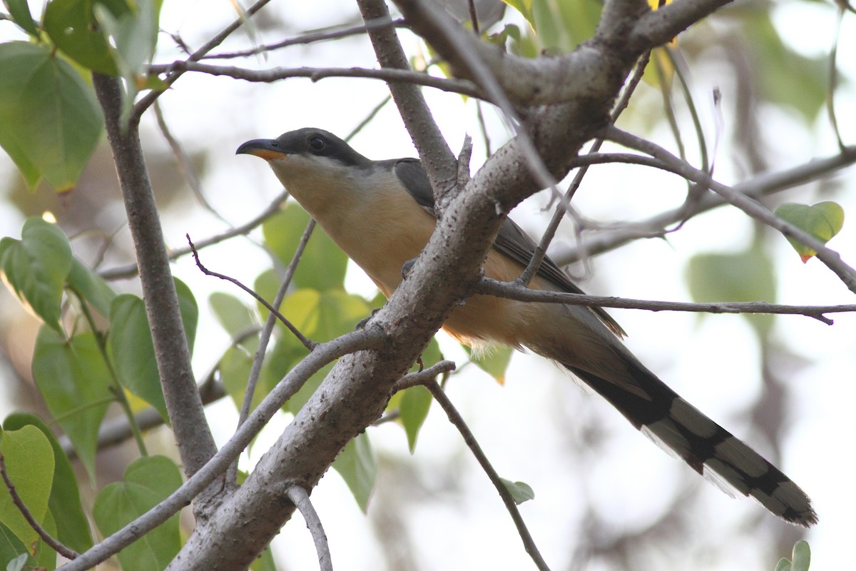 Mangrovekuckuck - ML40266911