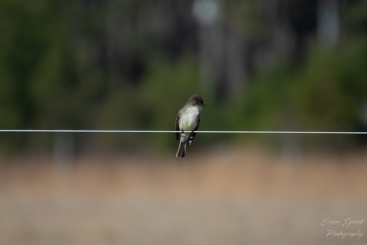 Eastern Phoebe - ML402669331