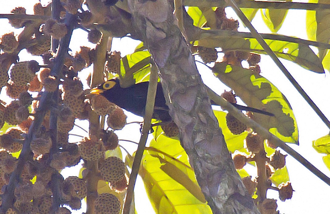 Apo Myna - Peter Candido