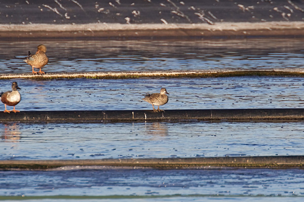 Blue-winged Teal - Reginald  David