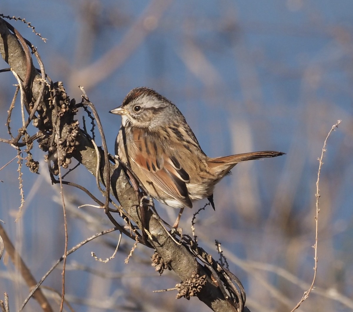 Swamp Sparrow - ML402672841