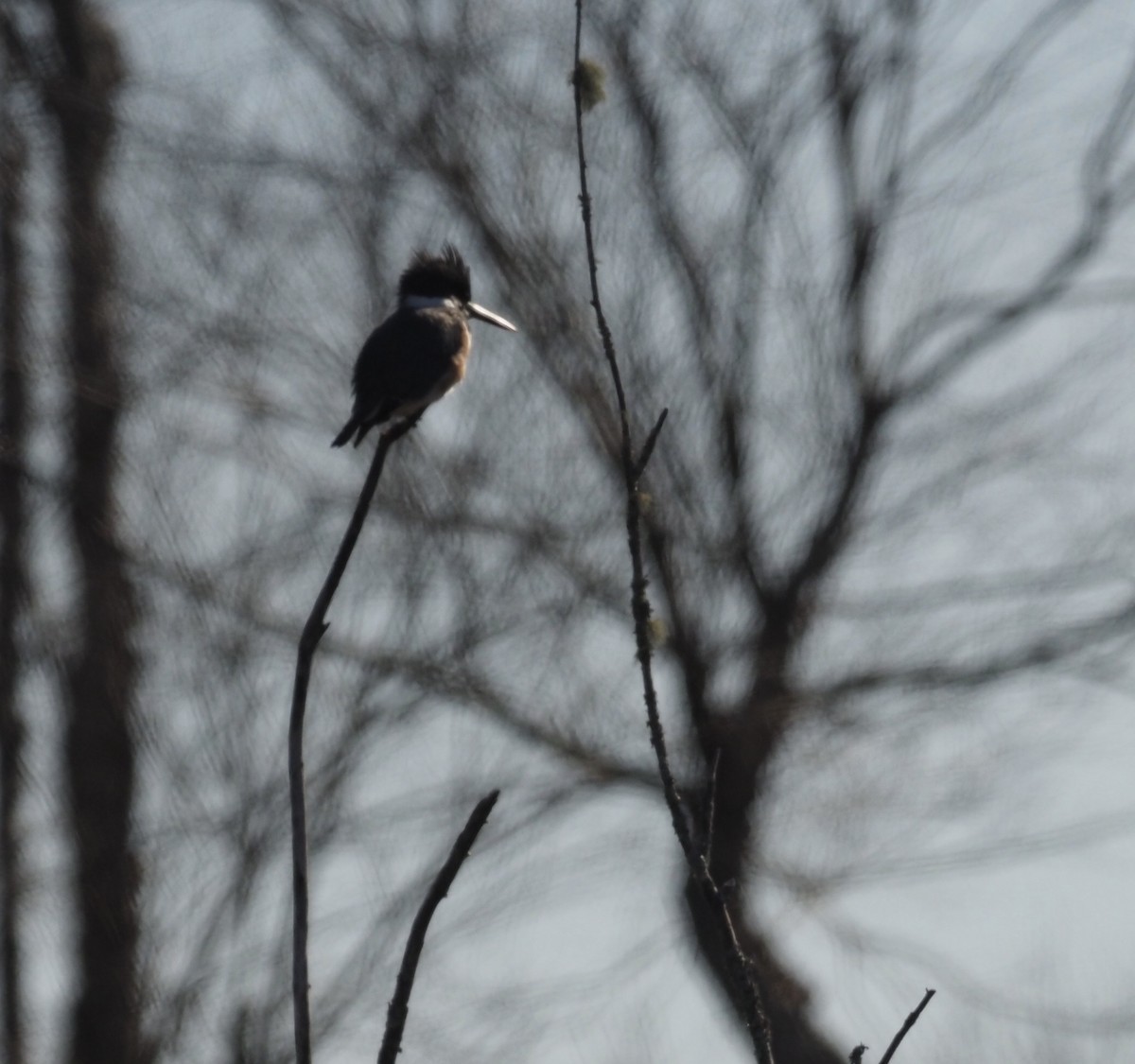 Belted Kingfisher - ML402672961