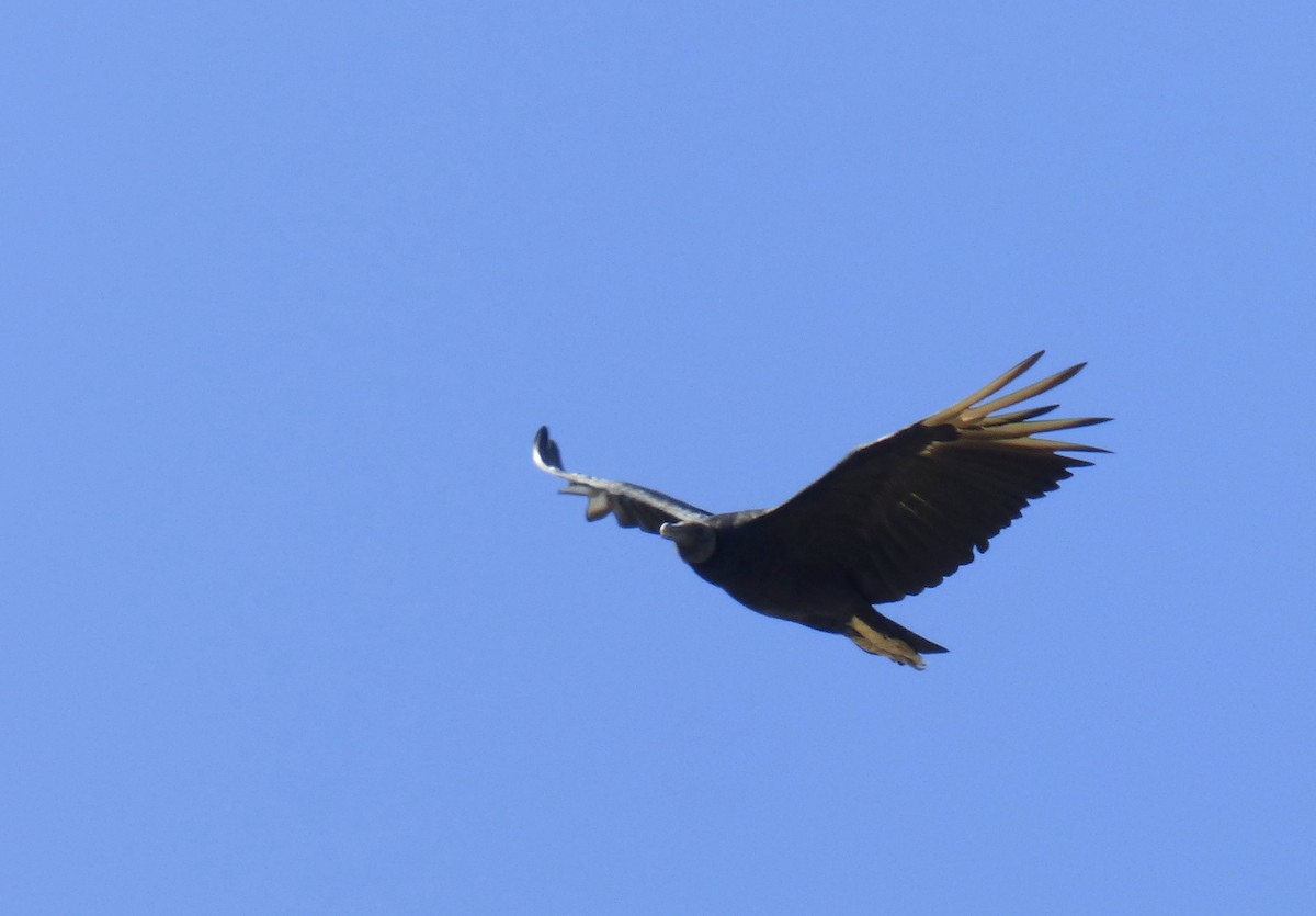 Black Vulture - ML402673161